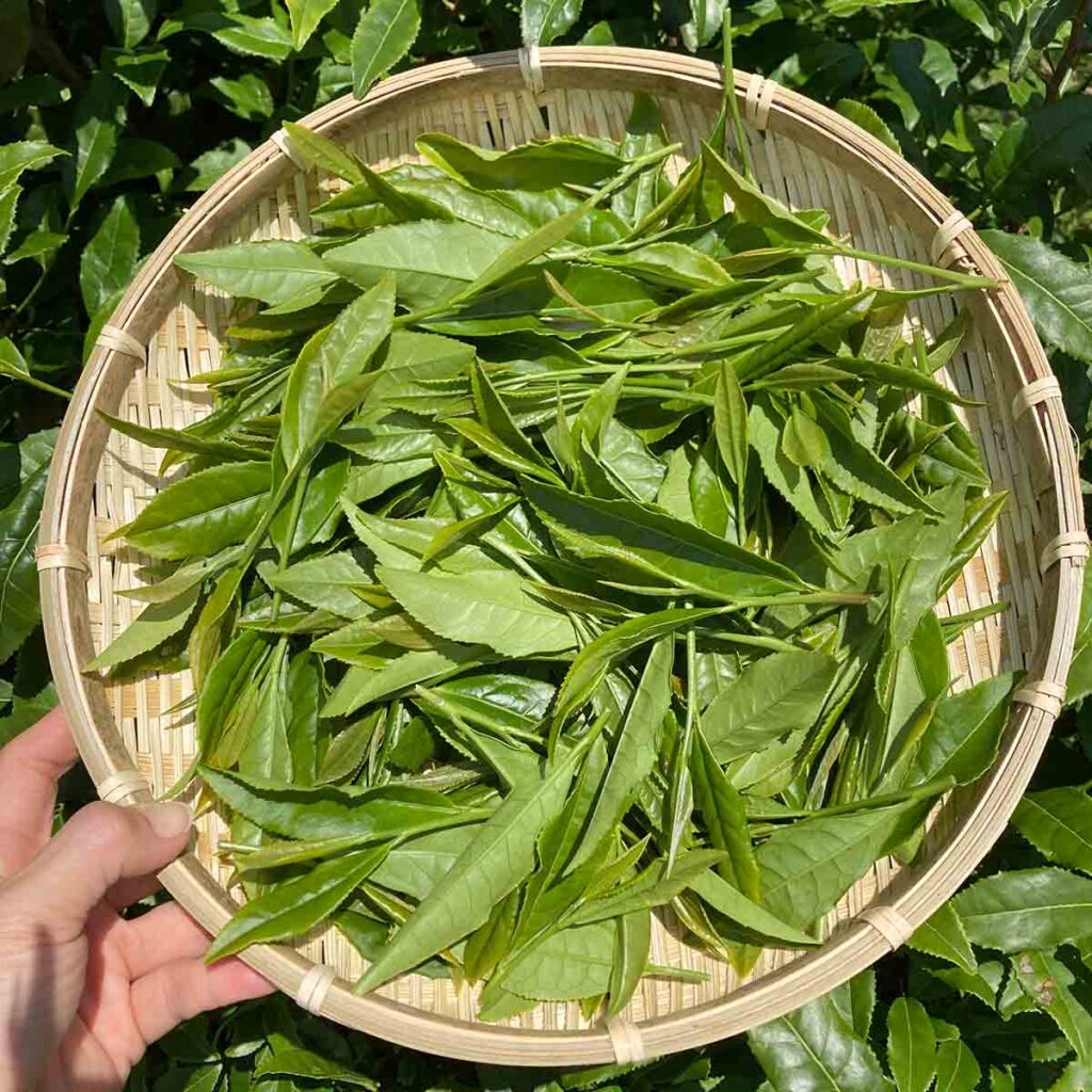 日本茶 新茶【お茶農家やぎや】京都府木津川市加茂町 瓶原(みかのはら)