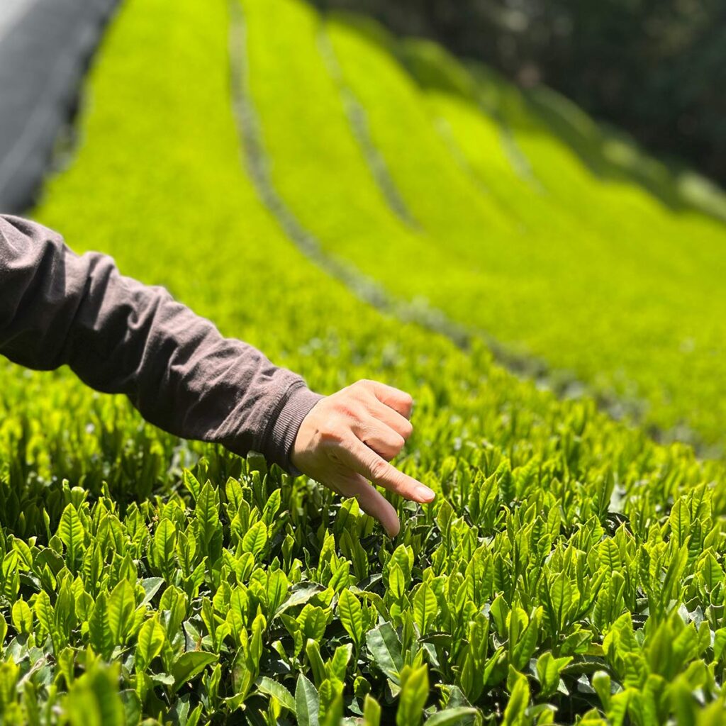 新茶 【お茶農家やぎや】京都府木津川市加茂町 瓶原(みかのはら)
