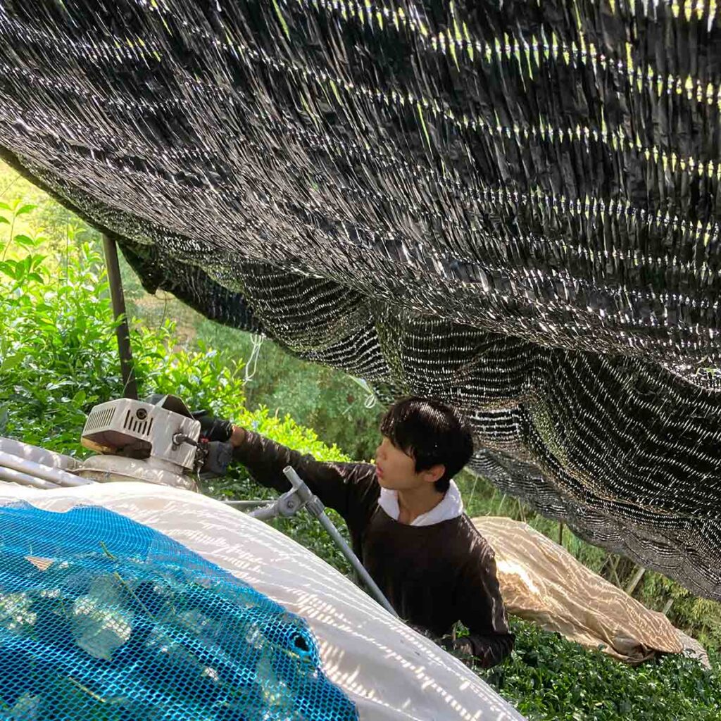 被覆栽培 かぶせ茶 家族で収穫【お茶農家やぎや】京都府木津川市加茂町 瓶原(みかのはら)